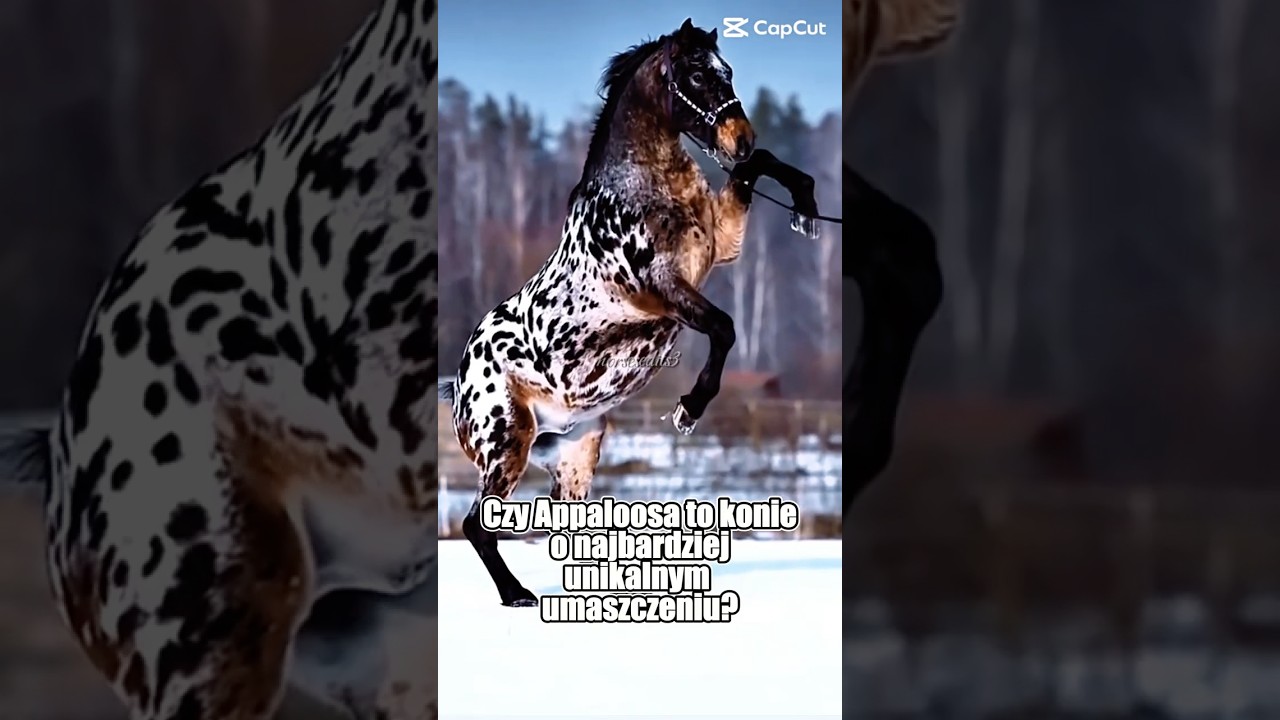 🐎 Czy Appaloosa to konie o najbardziej unikalnym umaszczeniu? 🎨✨ #abczwierząt #konie #rasykoni