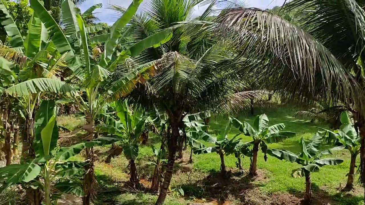 Esse Sítio já foi vendido