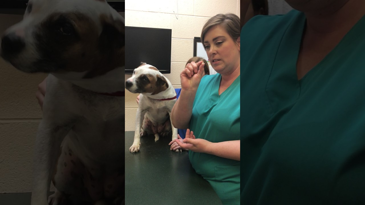 How to pill a dog