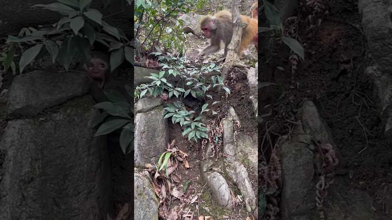 Banana-loving Simians: A Video of Playful Primates