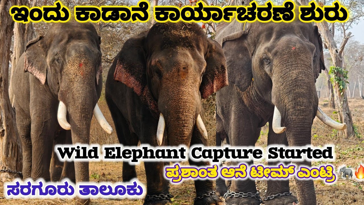 ಇಂದು ಕಾಡಾನೆ ಸೆರೆ ಕಾರ್ಯಾಚರಣೆ ಸರಗೂರು Wild elephant capture sarguru 