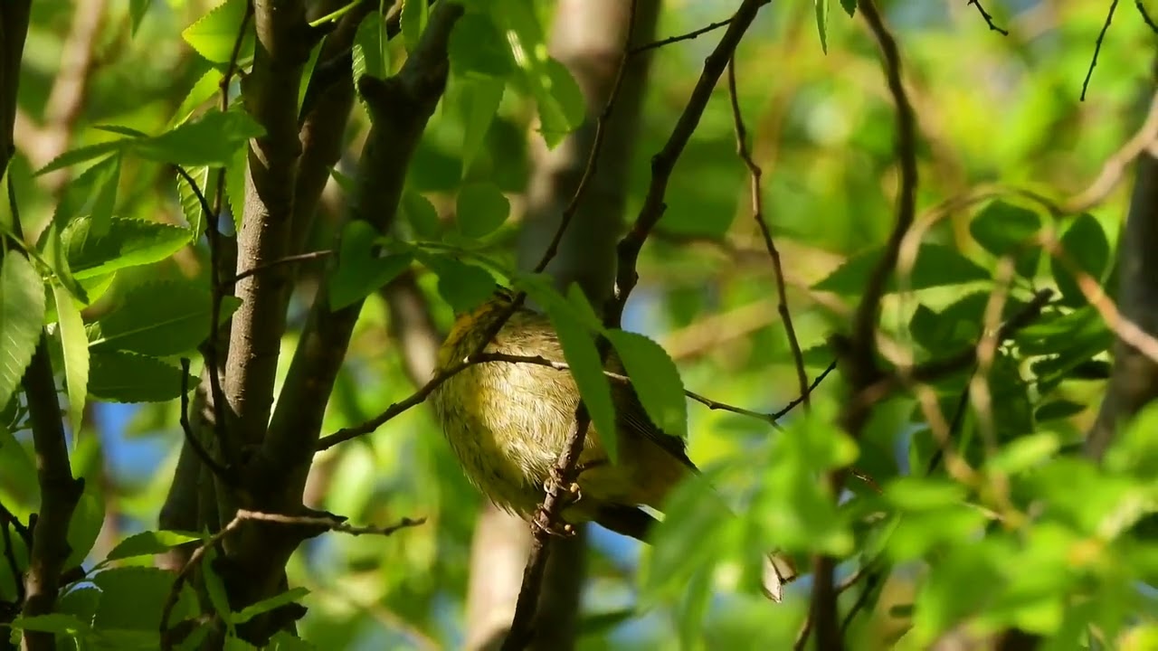 Palm Warbler singing