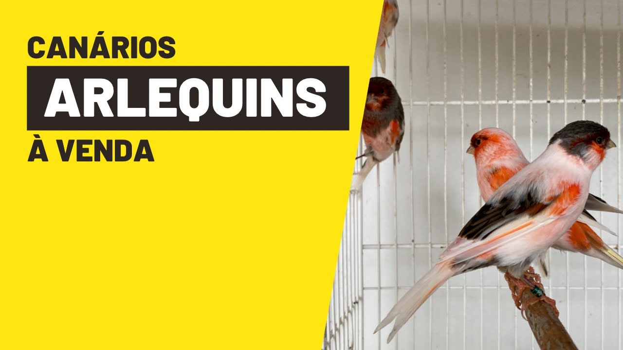 200 CANÁRIOS ARLEQUIM PORTUGUÊS À VENDA