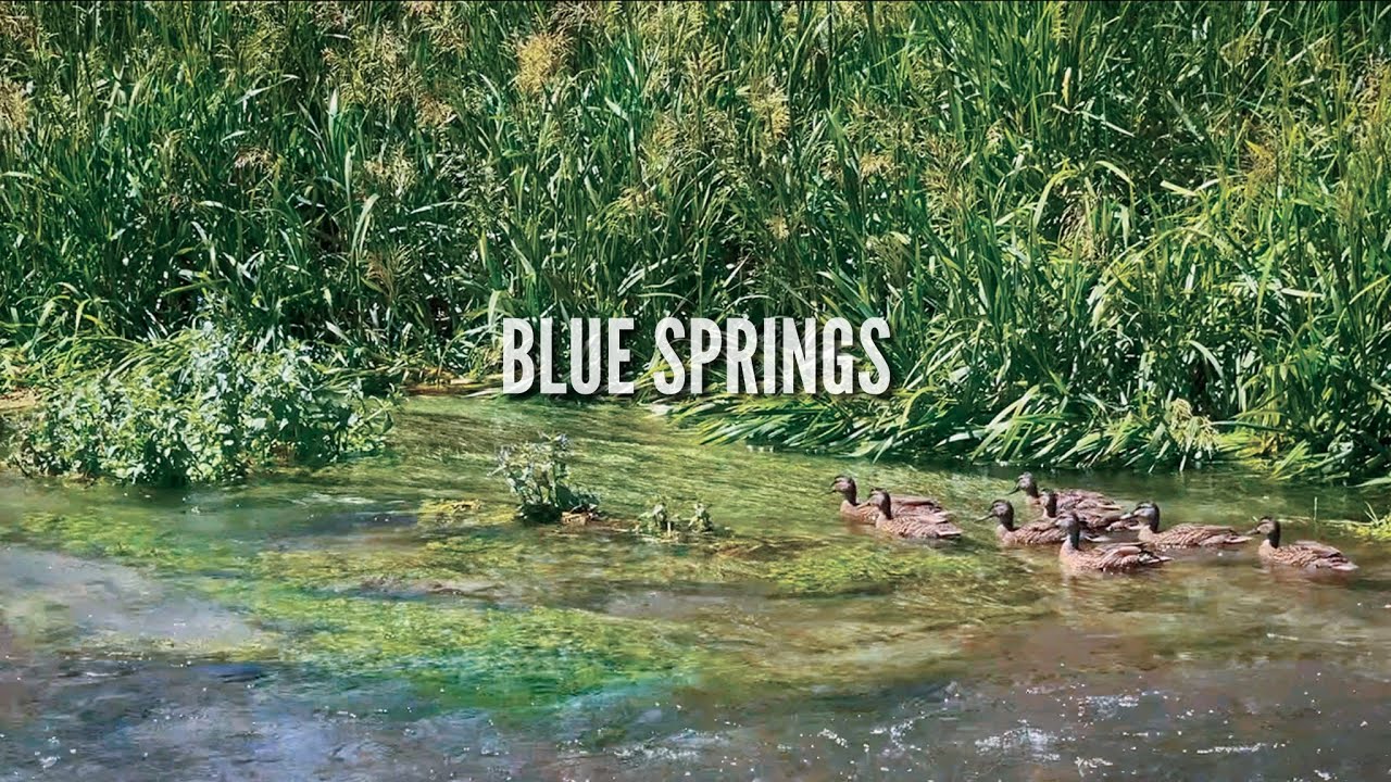 New Zealand’s Bluest Water?! 🇳🇿 Blue Springs Will Blow Your Mind