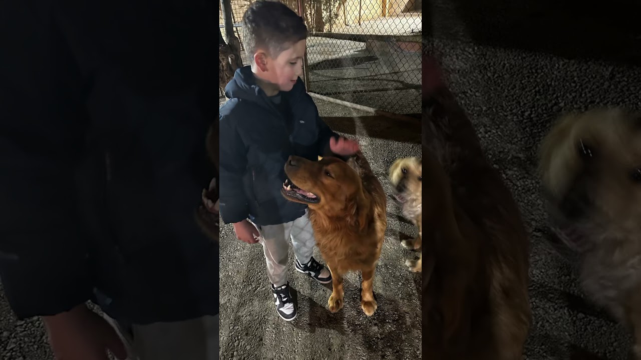 #khalidseddiq2019#dogs#goldenretriever#doglover#newfamilymember#kids