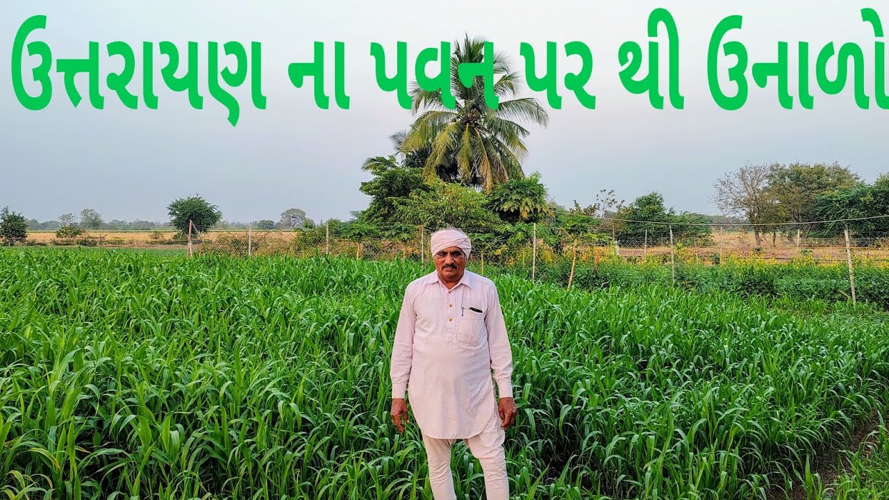 🌄ઉનાળા માં તાપમાન 🌅#farmer#kheti #cropcare #organicfarming @Kaka_Dikro @kddigitalkinjaldave 