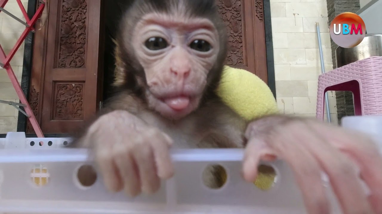 TINY BABY MONKEY ALONE IN THE BOX