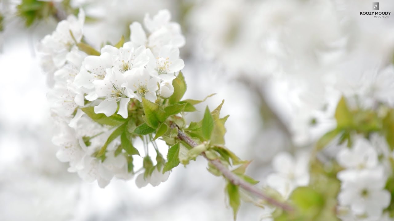 Relaxing with Soothing Piano Music in Peaceful Flowers with Bees