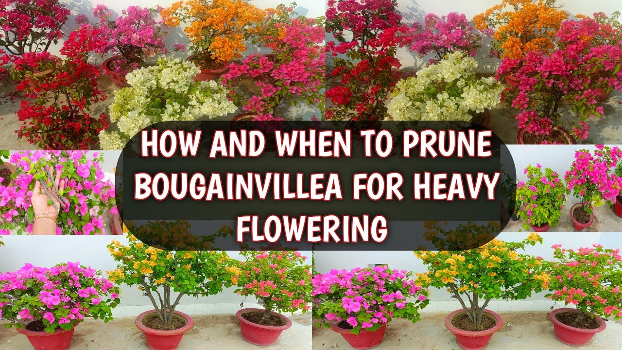 HOW AND WHEN TO PRUNE BOUGAINVILLEA FOR HEAVY FLOWERING | PRUNING OF BOUGAINVILLEA 🌸🌸