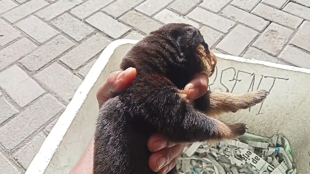 Puppies Rottweiler (Anakan Anjing Rottweiler), Usia Satu Minggu #dolorsatwa #anjingrottweiler