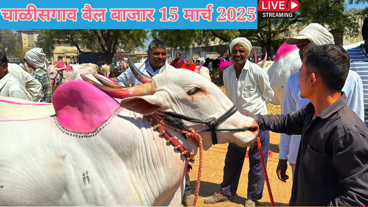 चाळीसगाव बैल बाजार live 🔴 15 मार्च 2025 || Chalisgaon Bail Bajar #चाळीसगावबैलबाजार