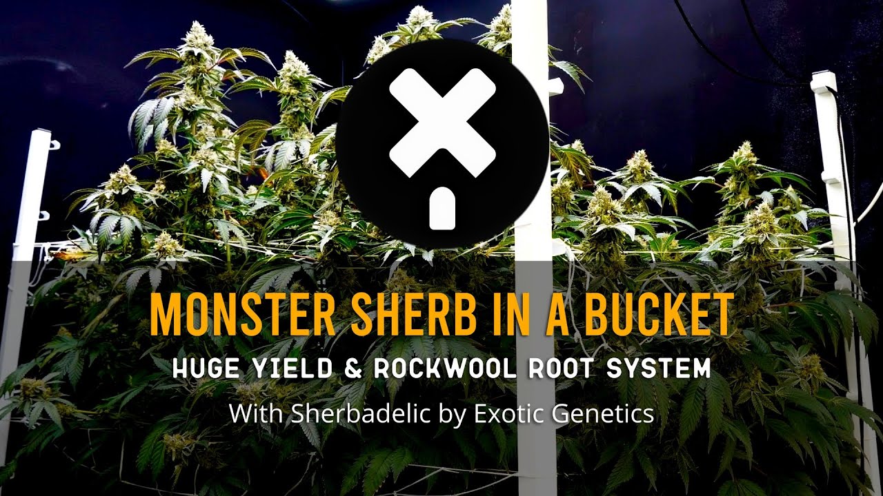 How To Grow a Monster Plant in a Bucket Using Rockwool