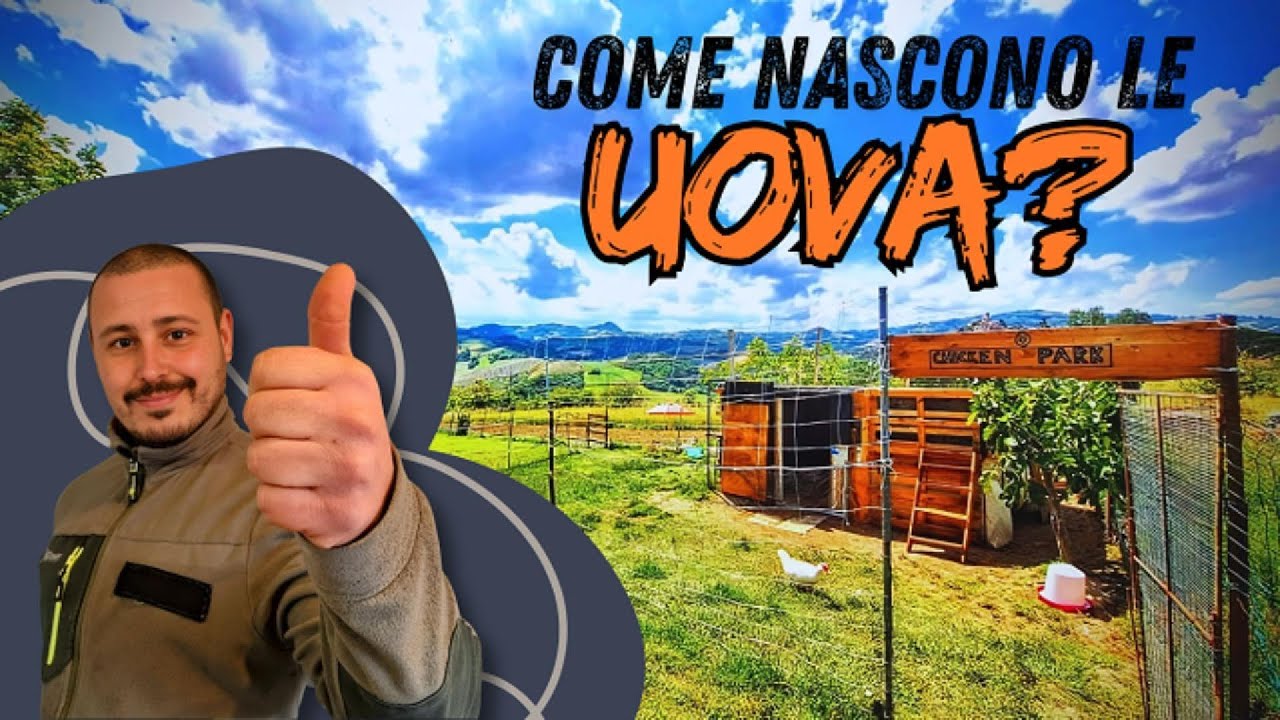 COME NASCONO LE UOVA - SCOPRI COME LE GALLINE LE PRODUCONO