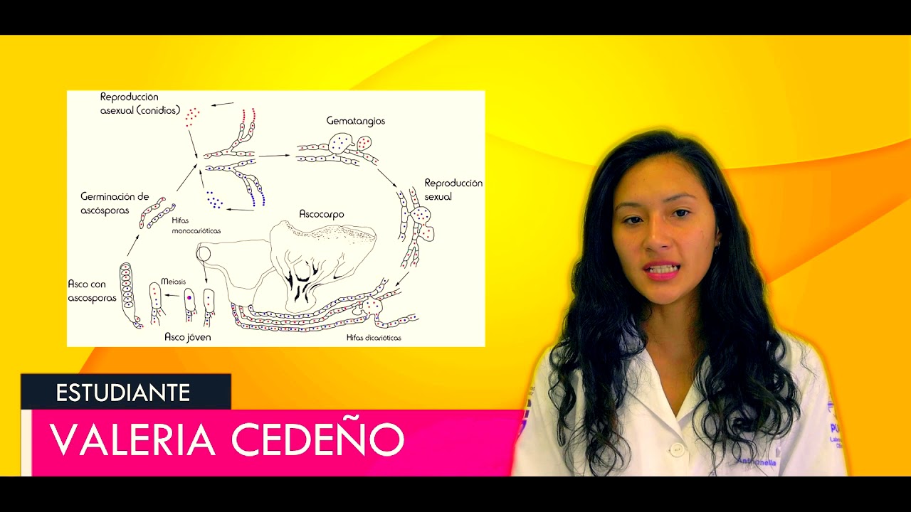Observación y Reconocimiento de los Hongos | Laboratorio Clínico