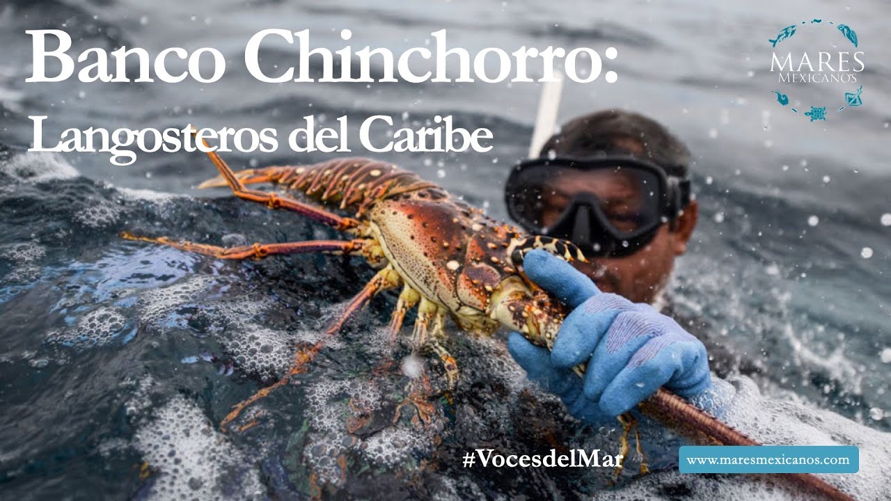 Banco Chinchorro: Langosteros del Caribe