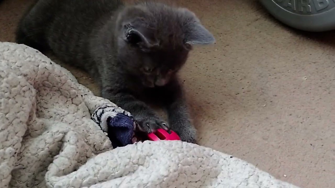 Cute cat playing 