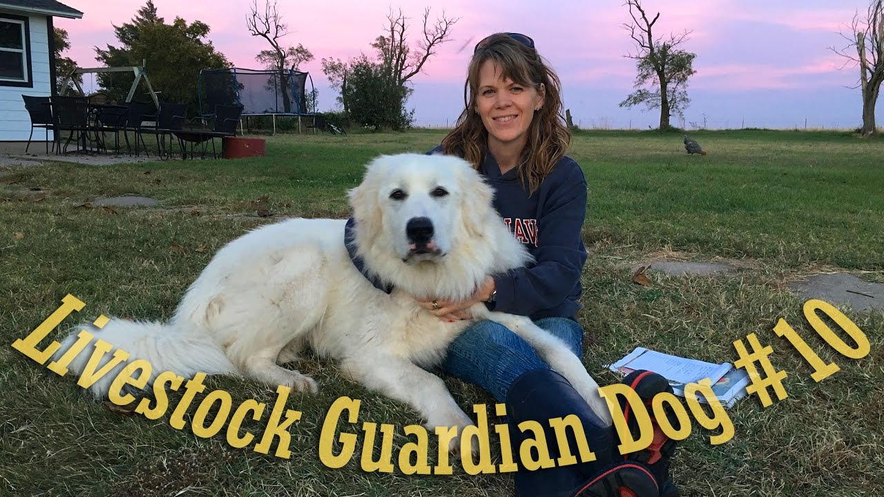 Livestock Guardian Dog Series - 