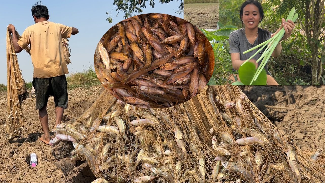 ស្លរម្ជូរស្រែក្តាតត្រីកញ្ចុះ ទើបរកបានស្រស់ ឆ្ងាញ់ណាស់