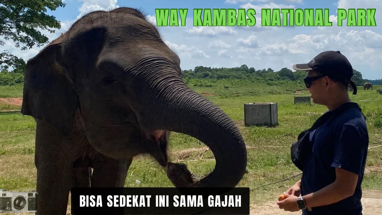Taman Nasional Way Kambas | Bertemu Gajah Sumatra dari Dekat 🐘