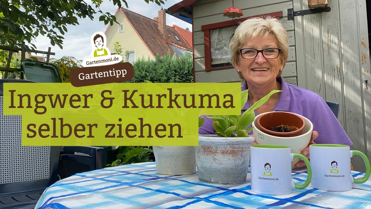 Ingwer und Kurkuma selber ziehen