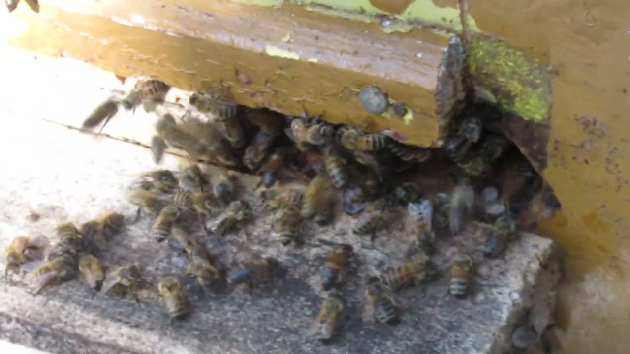 Takie ma następstwa  jaskółczym zielem niewłaściwie wykonały zabieg.2022r.IX .01