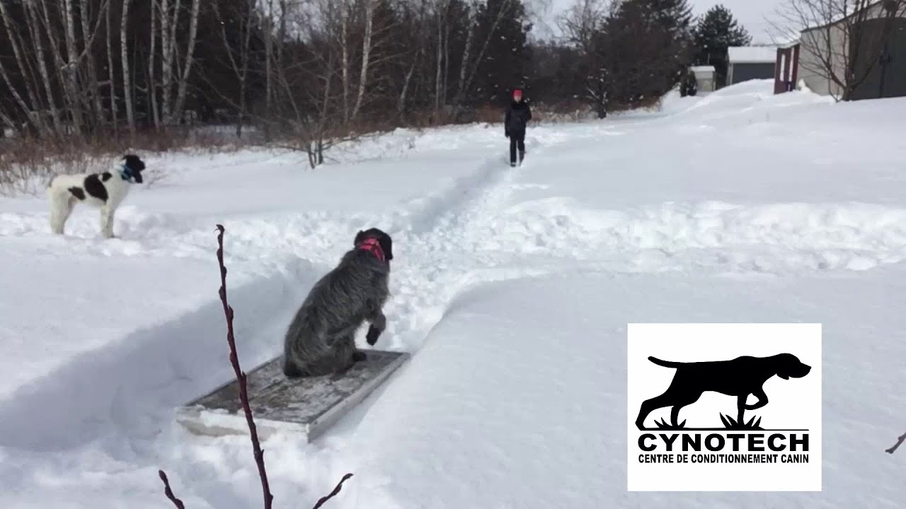 Tri action démonstration entrainement kennel here whoa et happy bump realese