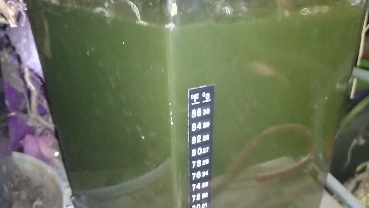 How to maintain a health greenwater culture forever easily! And why?