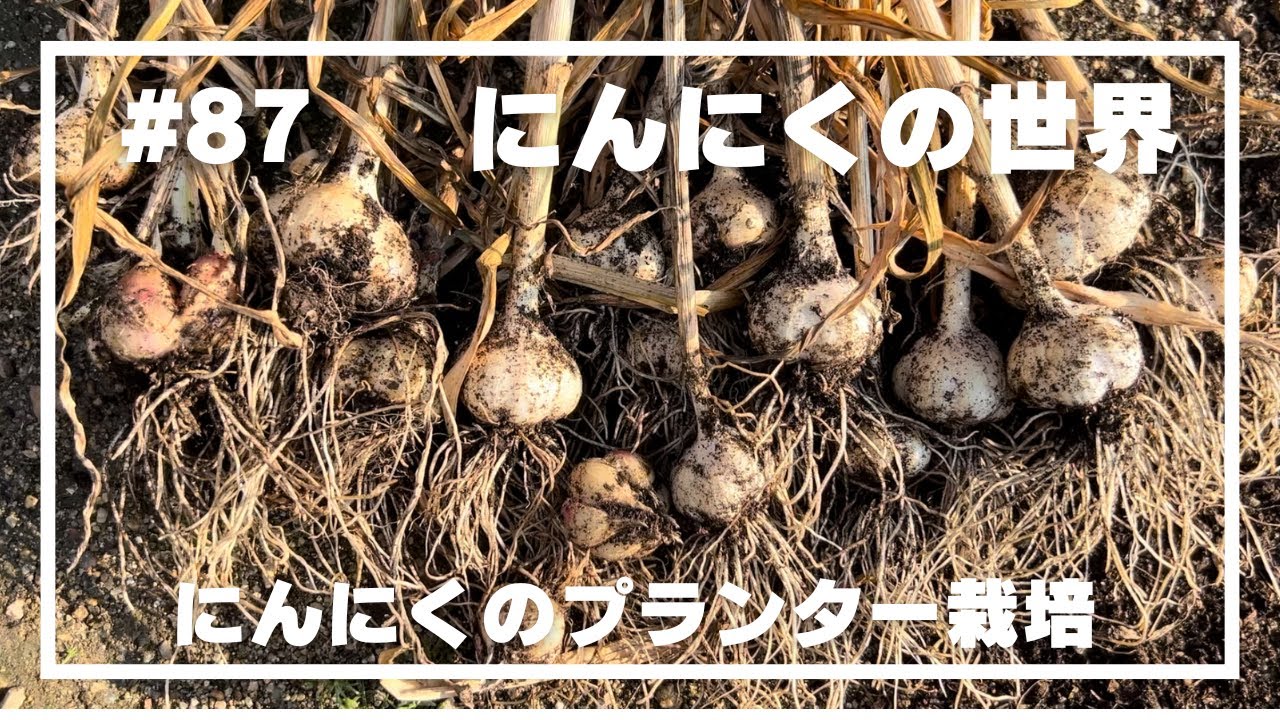 【にんにく】#87 _にんにくの世界／大量に収穫できて大満足のにんにく栽培