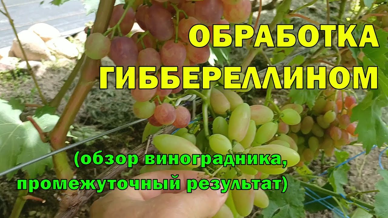 Реакция на гиббереллин. Обзор виноградника. Промежуточный результат. #виноград #гиббереллин