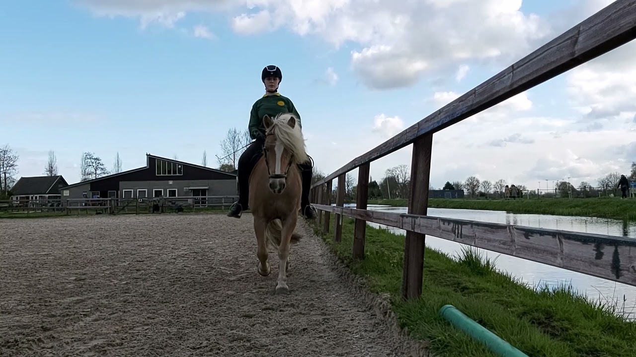 De gangen van het paard