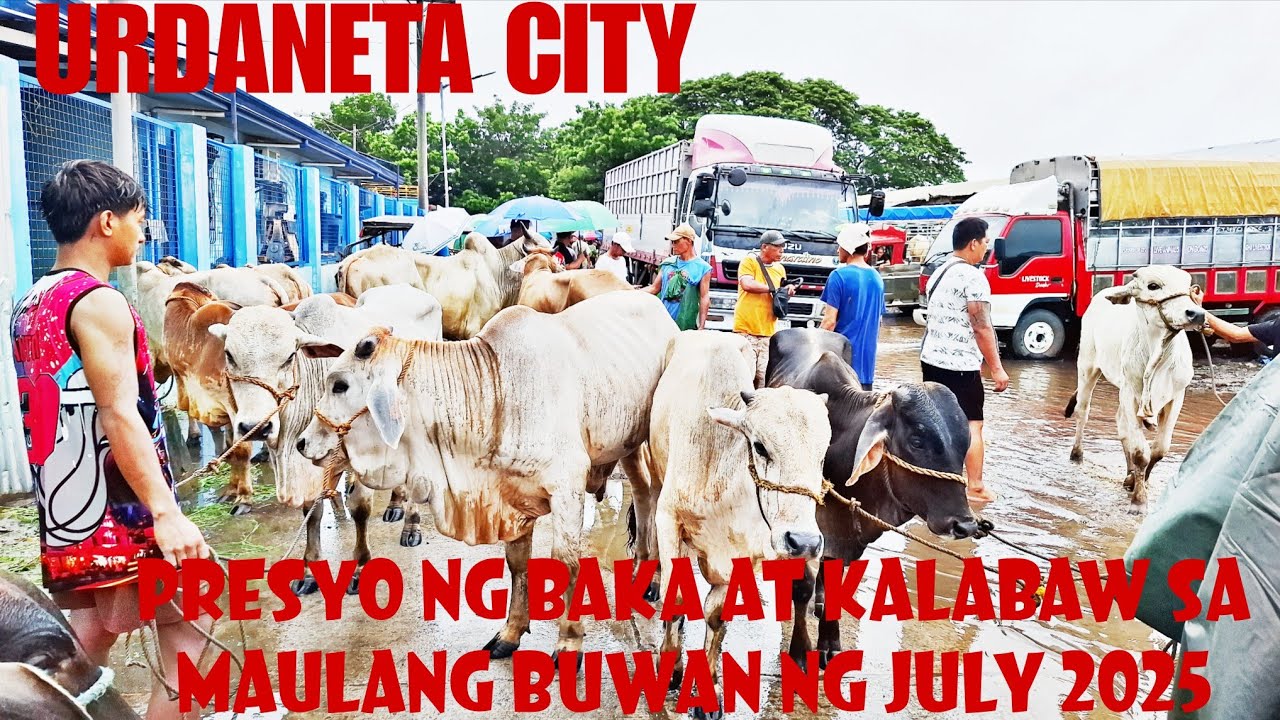 Presyo ng Baka at Kalabaw Update July 26,2025 Urdaneta City Livestock Market