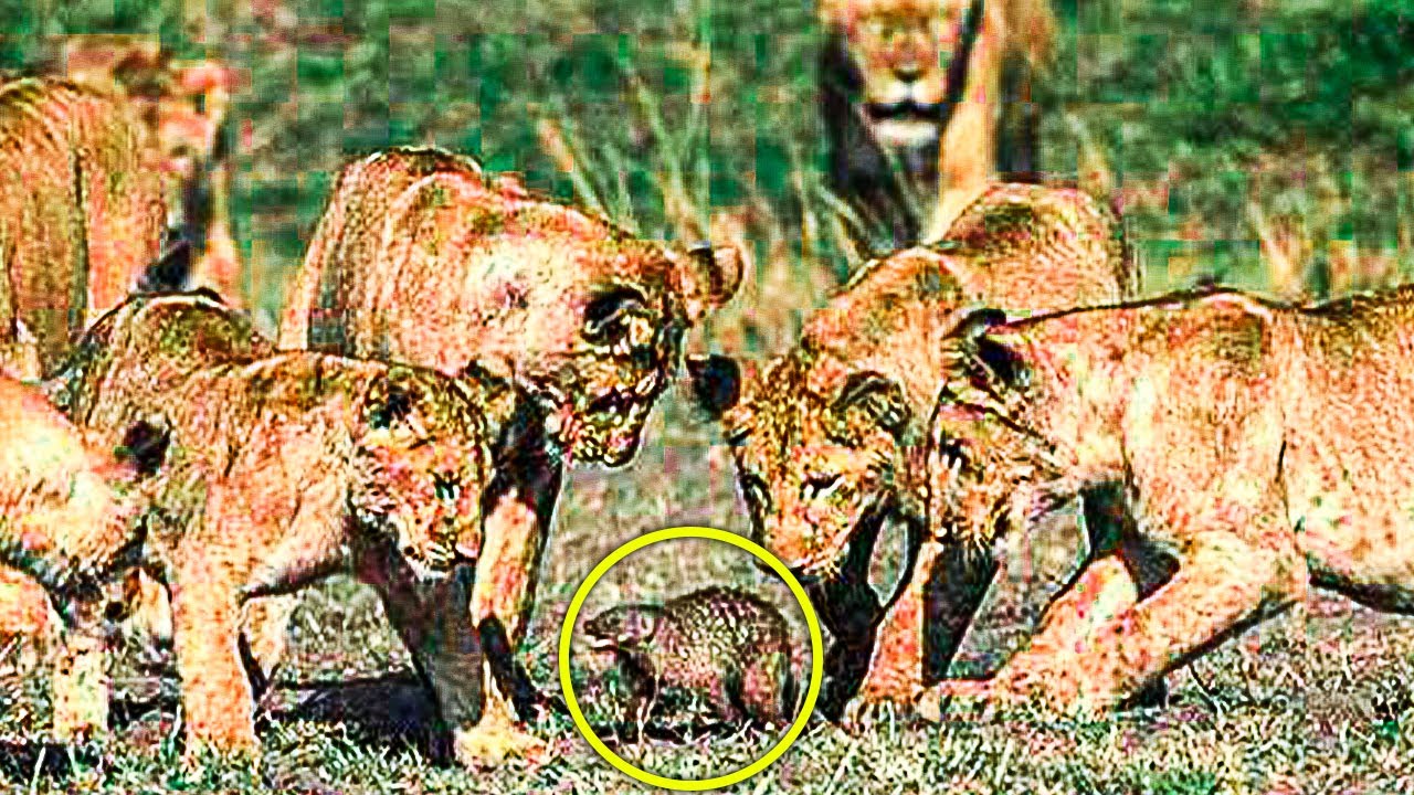 When Four Lions Tried To Prey Upon A Mongoose, The Creature&rsquo;s Response Left Photographers Awestruck