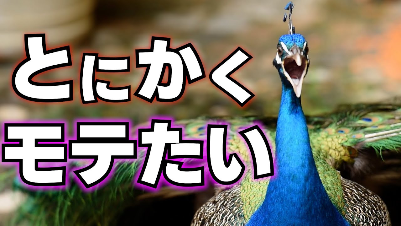 モテるための代償がデカすぎるクジャク