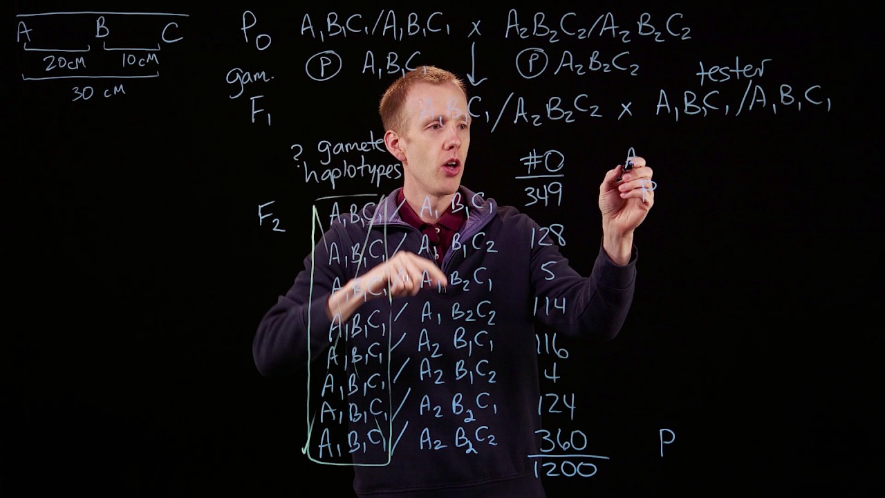 Three-point mapping and gene order