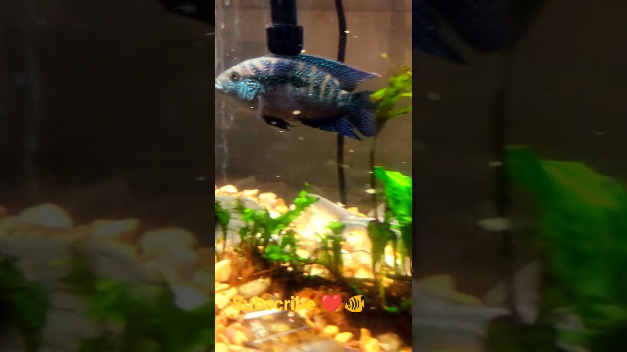 Big cichlids and Pictus catfish feeding time. 