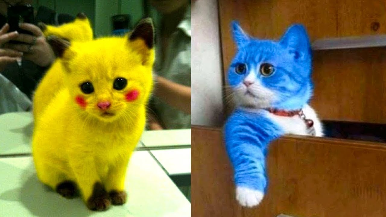 baby cat/ cute and funny cat video compilation/ #funnyanimals2025