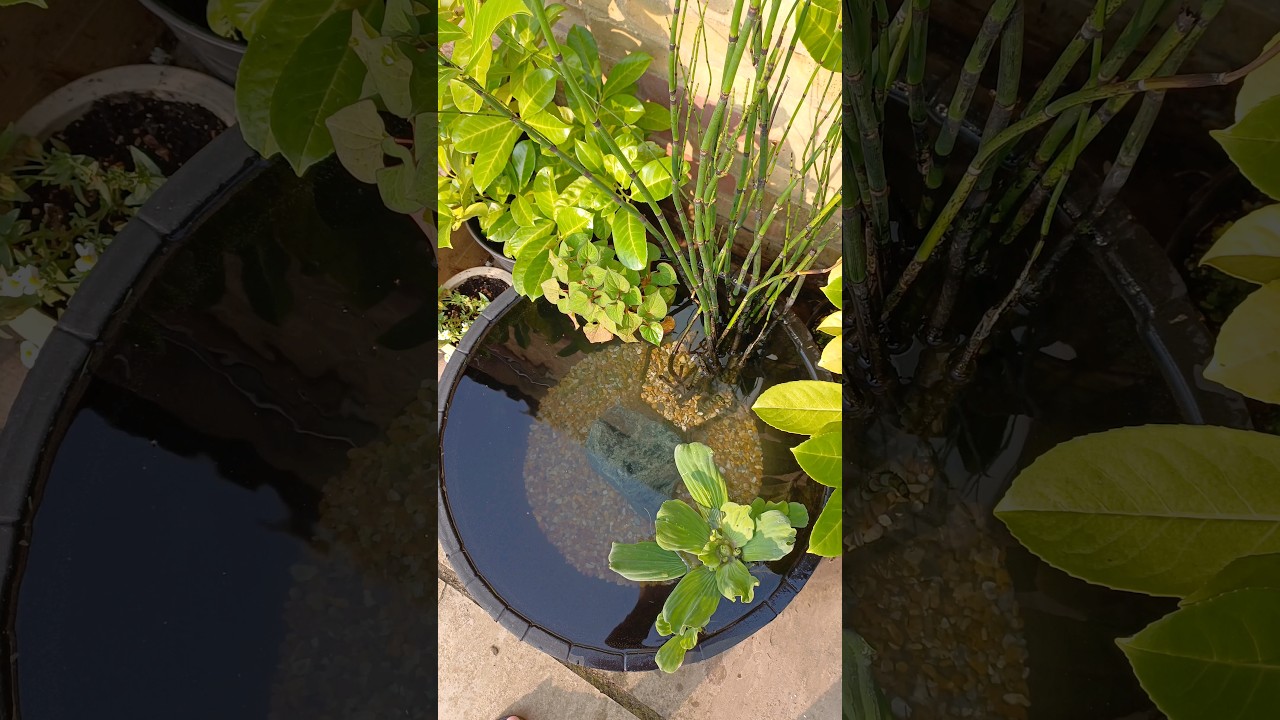 Little Patio Pond