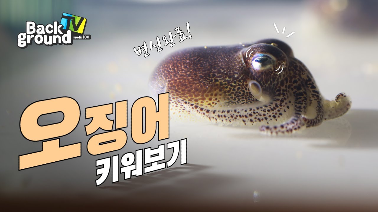 당신은 5분 뒤 오징어에 대한 생각이 바뀝니다.  Squid
