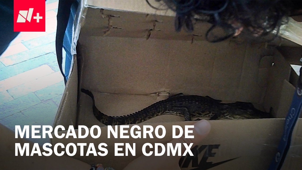 Mercado ilegal de animales persiste en CDMX pese a prohibición de venta en mercados - En Punto