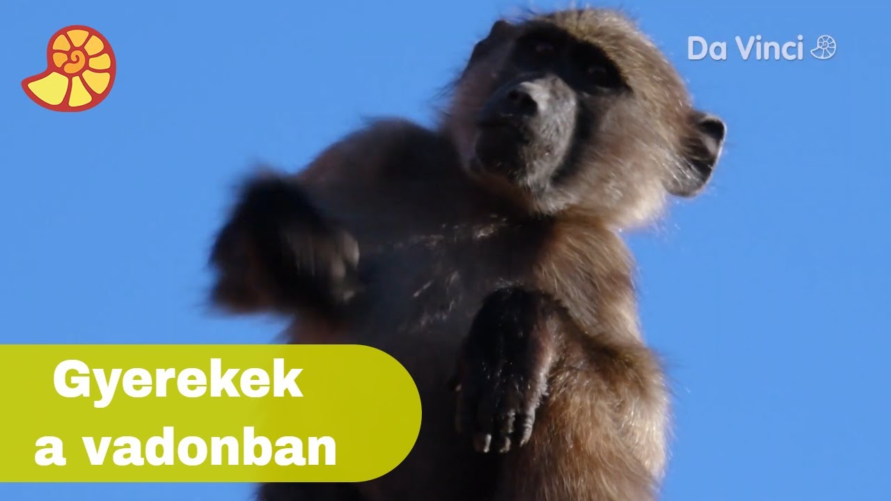 Gyerekek a vadonban 🌲 | Siyaya | Da Vinci TV Magyarorsz&aacute;g