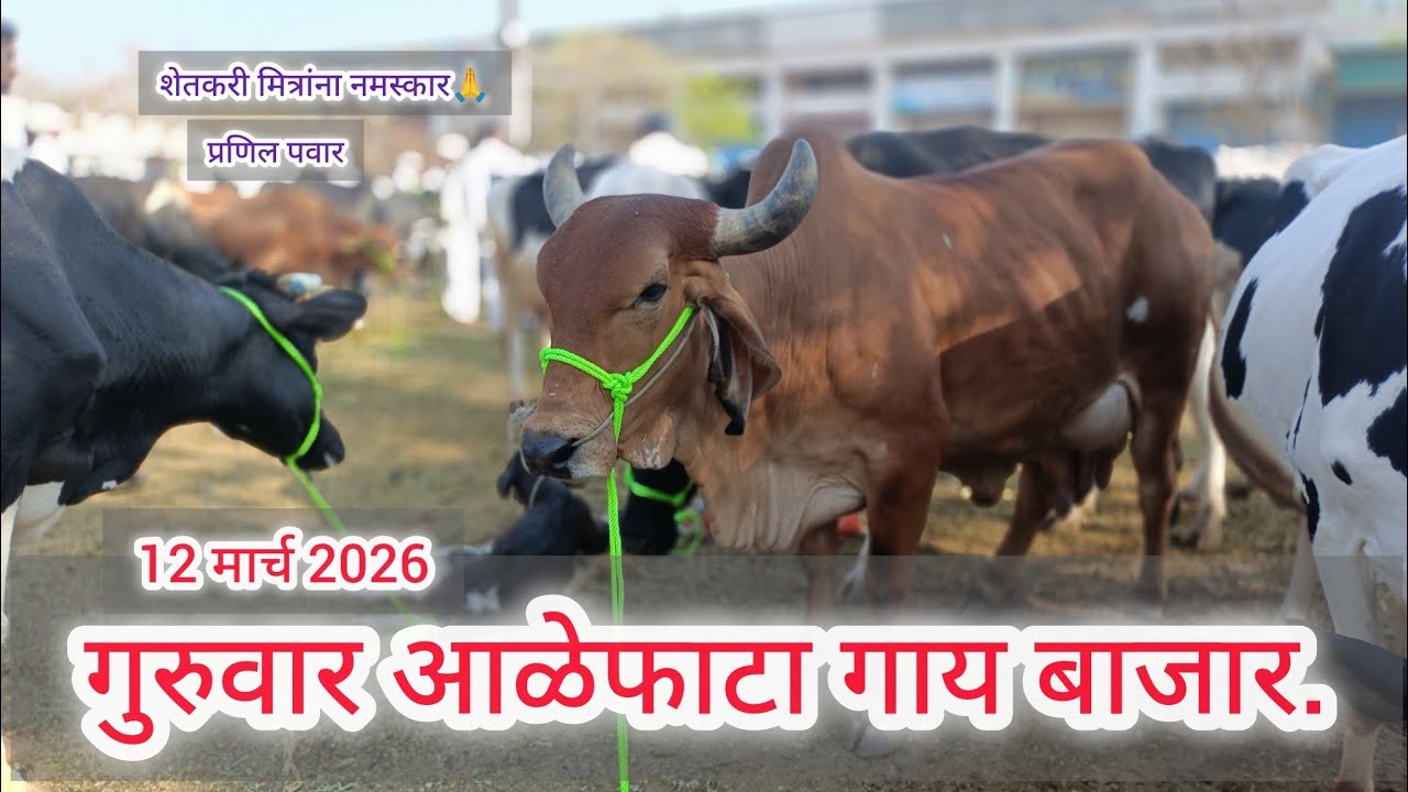 गुरुवार आळेफाटा गाय बाजार.. 12 मार्च 2026.. Aalefhata gai bazar.. aalefhata..