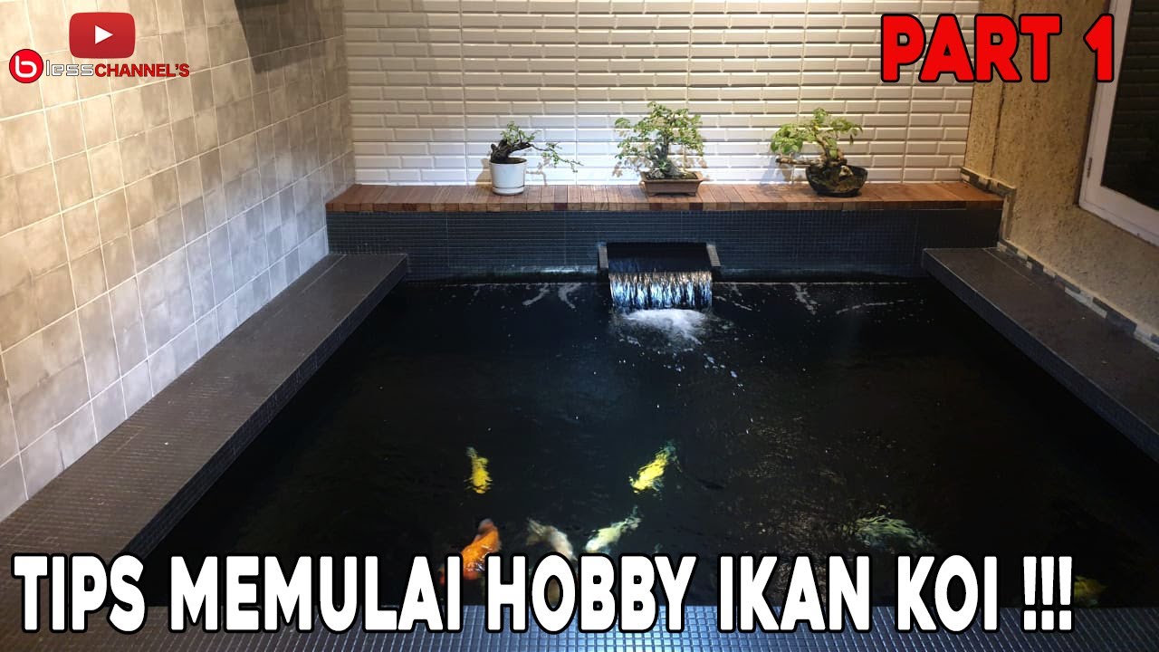 TIPS MEMULAI HOBBY IKAN KOI !!! PART 1 !!!