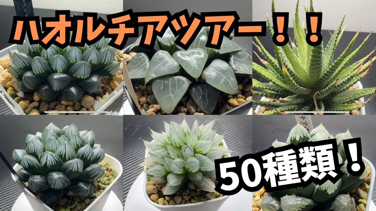 ハオルチアツアー！！【うちで育てている品種50種類を紹介】