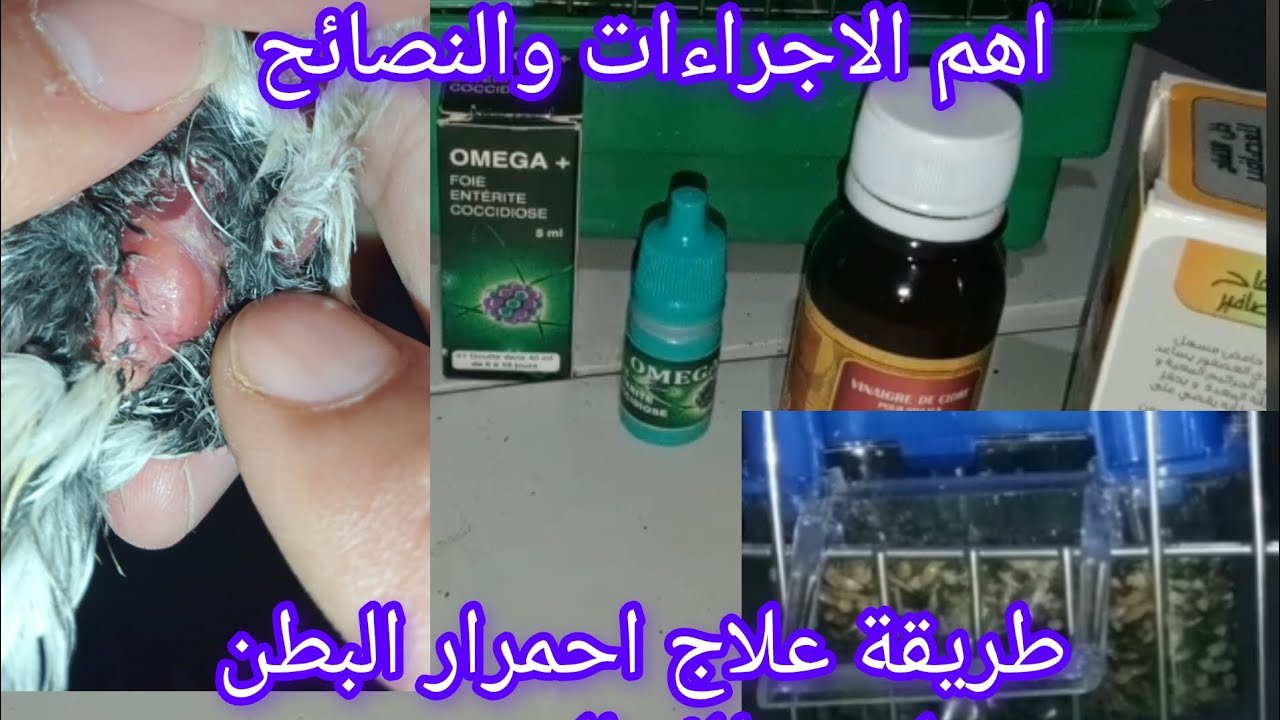 علاج احمرار البطن طائر الحسون بمرض كوكسيديا تعفن الأمعاء وطريقة الكشف عن الحالة الصحية
