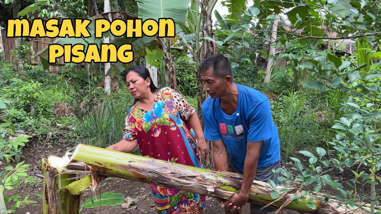 POHON PISANG YANG BISA DI MASAK 