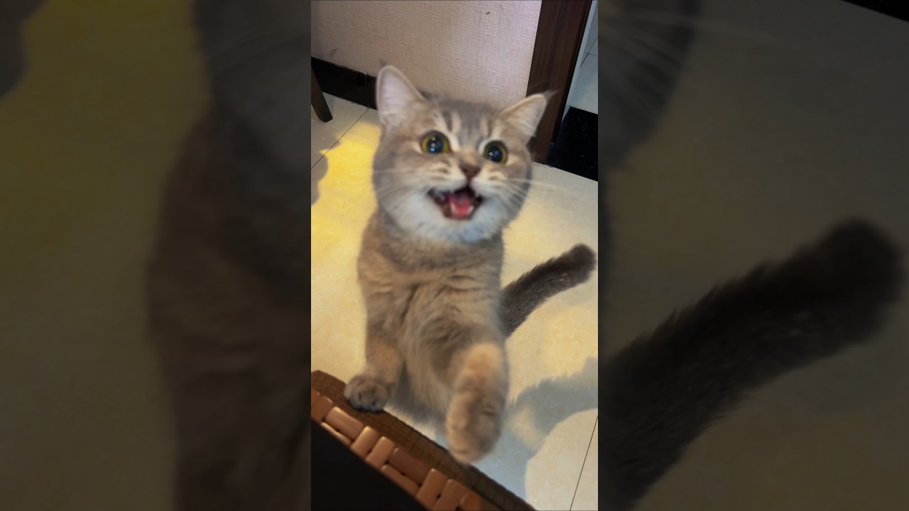 Purr-fectly Adorable! 😻🌟 | 