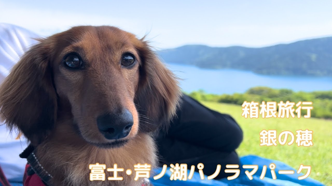 【犬連れ旅行】箱根旅行① 芦ノ湖観光2024年5月