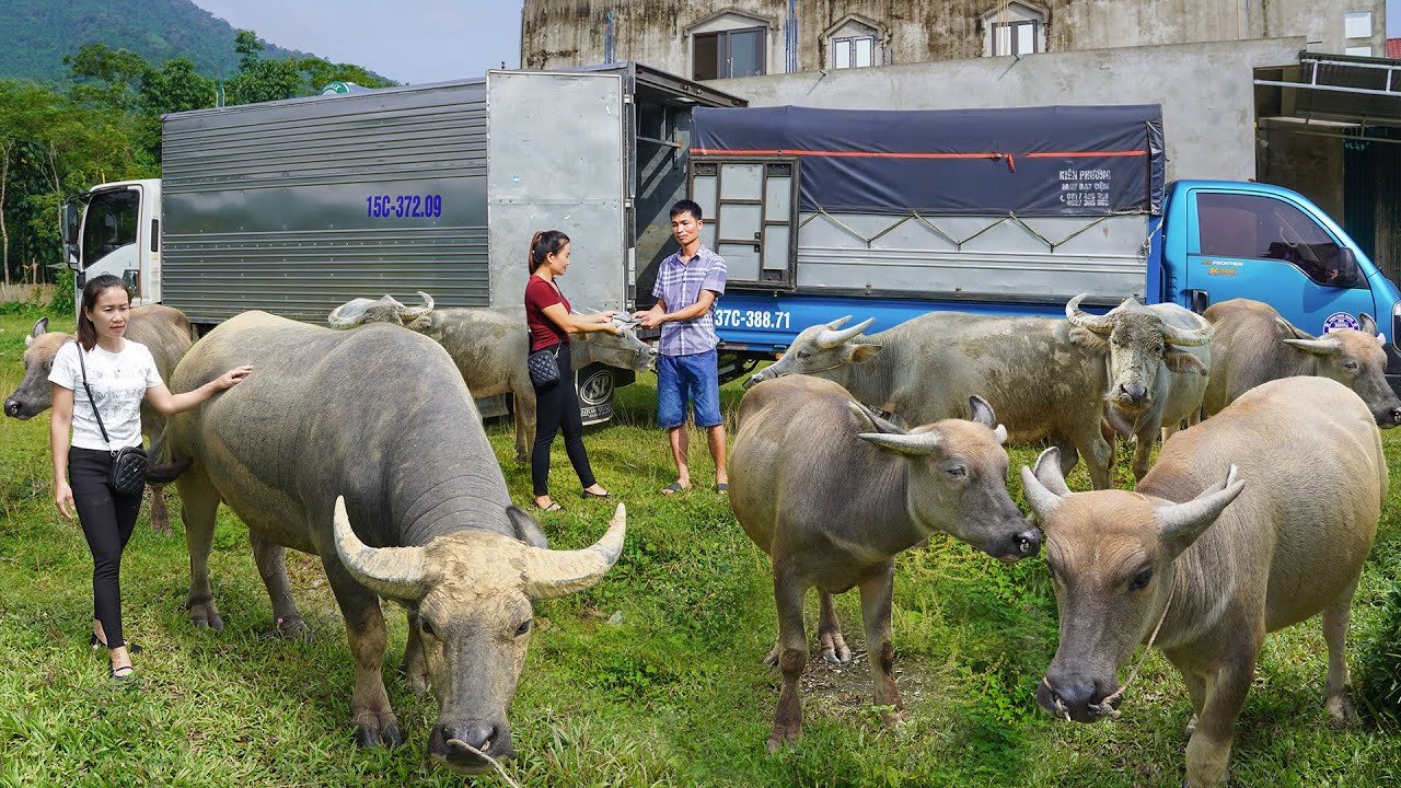 Use Trucks To Buy Many Buffaloes From Farmers To Sell For Traders - My Farm / Đào