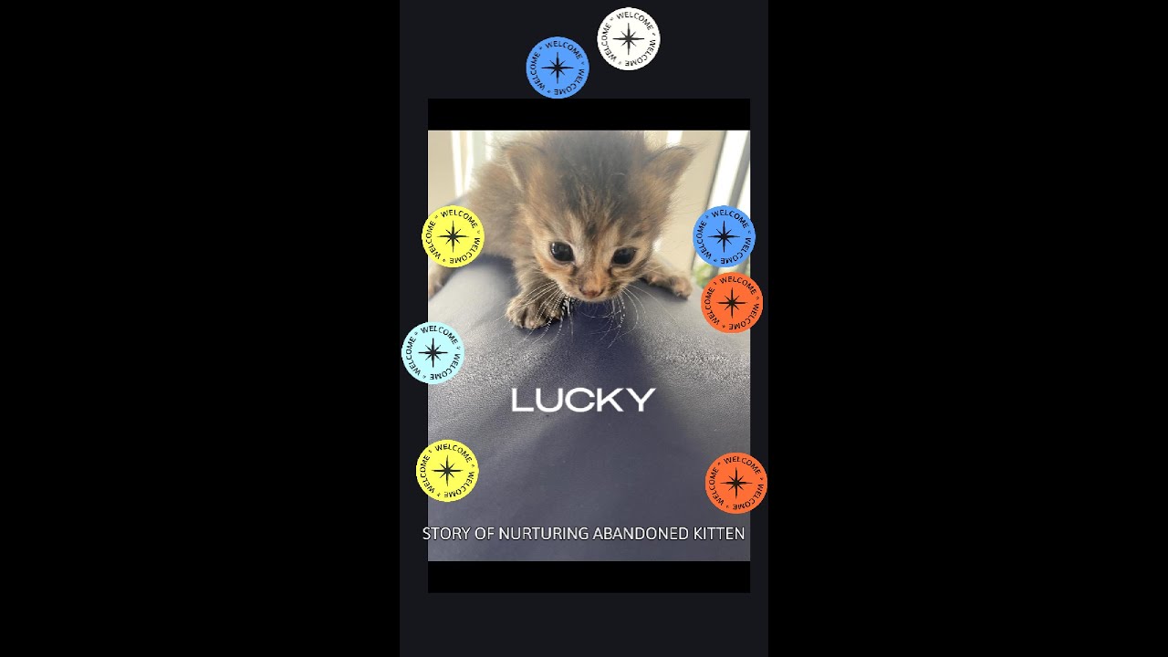 The LUCKY Kitten Story #cat #happyend