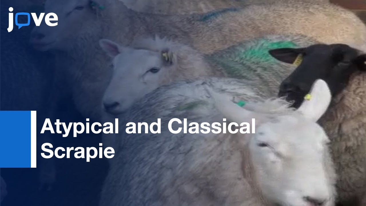 Atypical and Classical Scrapie: Clinical Examination | Protocol Preview